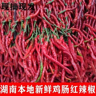 鸡肠红辣椒湖南本地特产鸡肠辣椒细长薄皮新鲜现摘红辣椒