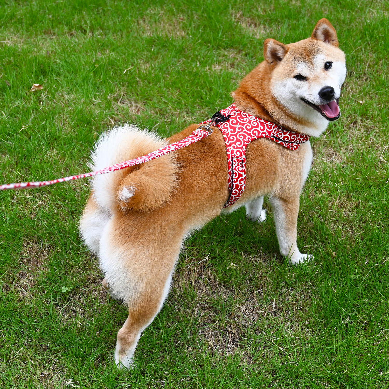 和风烫金樱花唐草纹狗绳 柴犬胸背带狗绳胸背拉胸牵引绳遛狗绳子