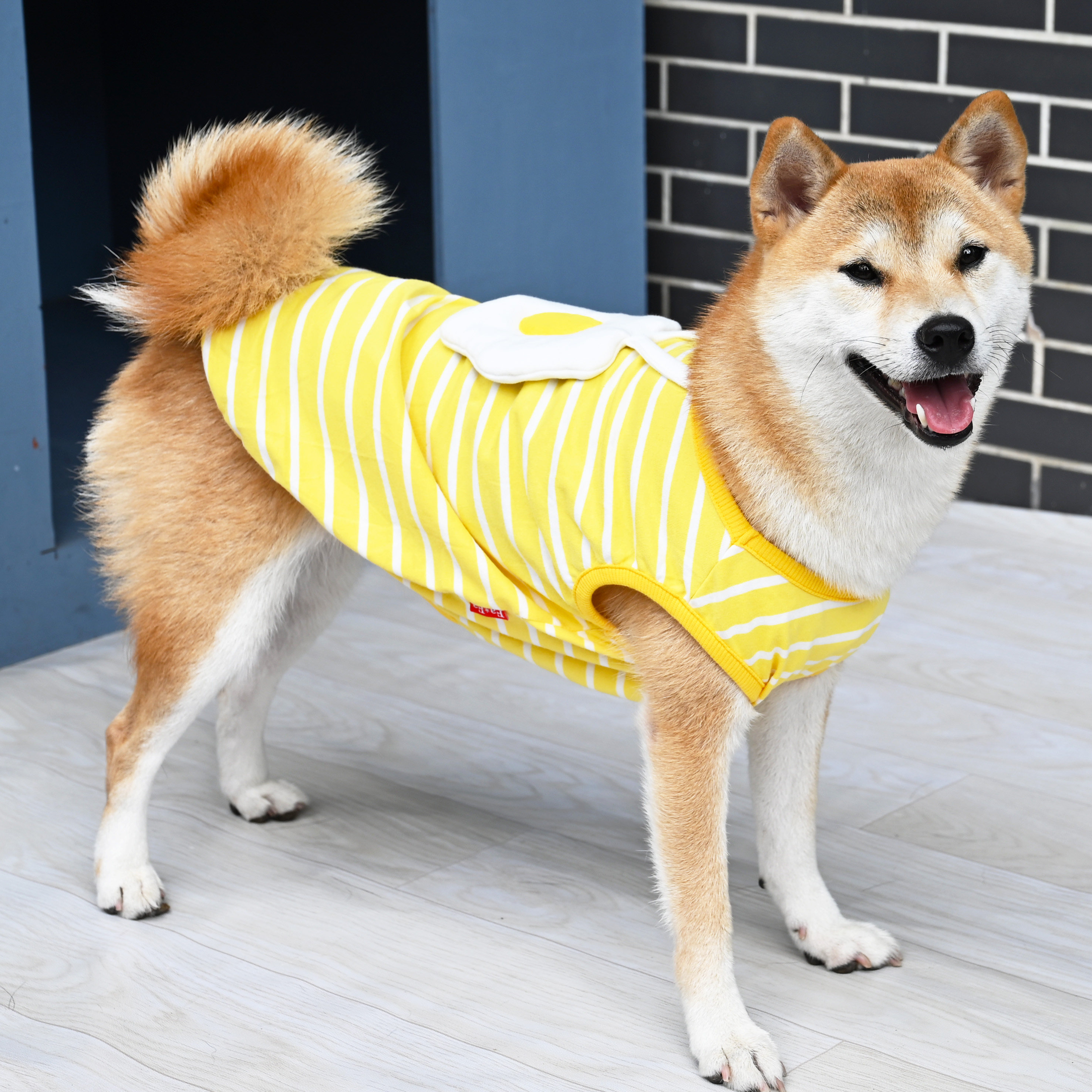 宠物猫咪狗狗泰迪法斗柯基柴犬衣服背心T恤短袖黄色条纹春秋夏季