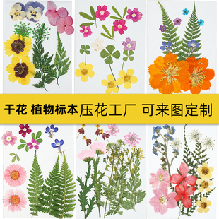 网红天然真花干花diy材料包手工滴胶相框压花创意花瓣妆植物标本