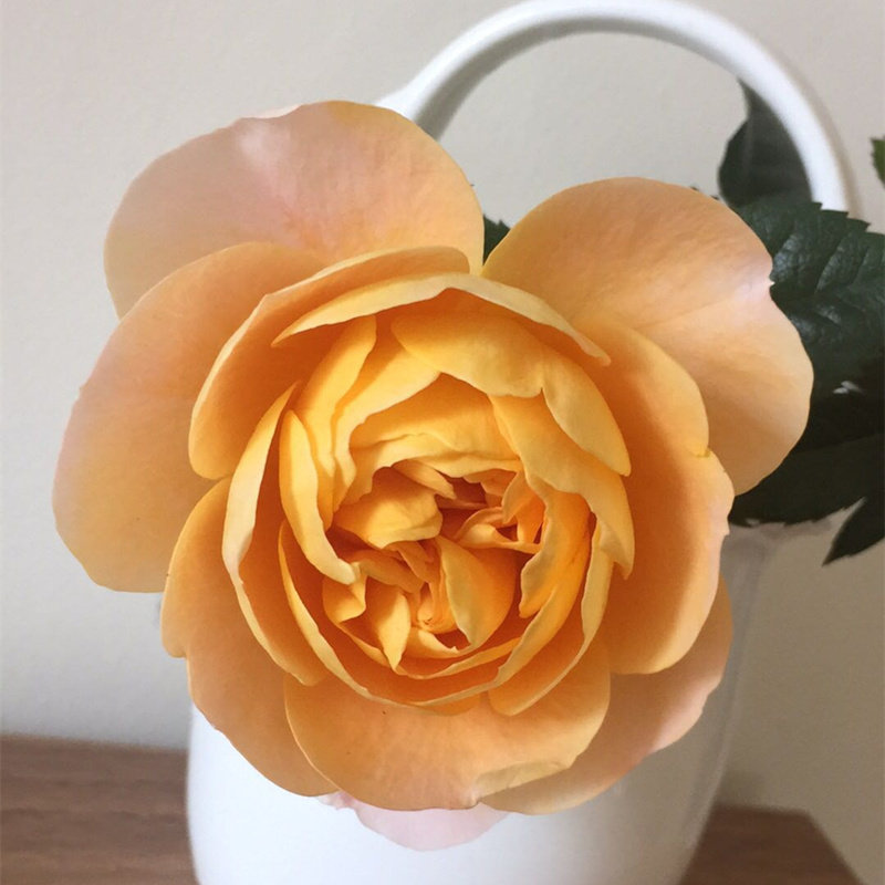 果汁阳台欧洲月季花苗大花浓香花卉四季灌木盆栽超微型小切花玫瑰