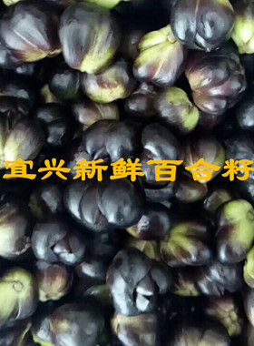 2026宜兴新鲜采摘百合籽5斤3斤