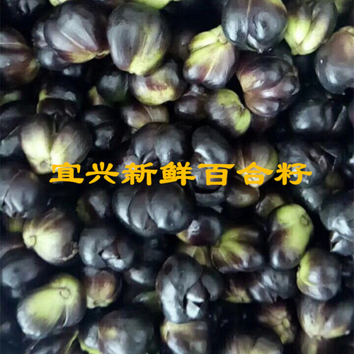 2026宜兴新鲜采摘百合籽5斤3斤