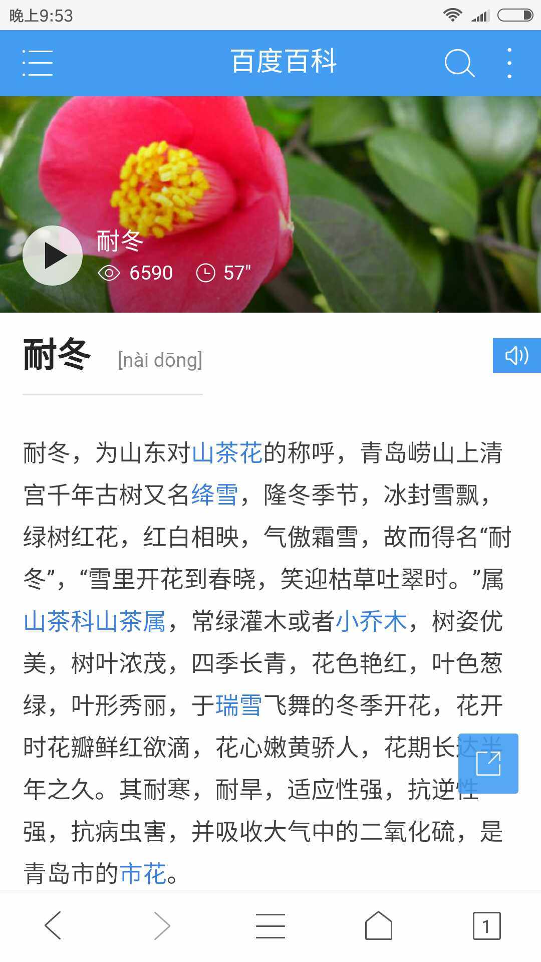 青岛崂山耐冬庭院花园阳台耐寒耐冻四季常青花卉大茶花树苗山茶花