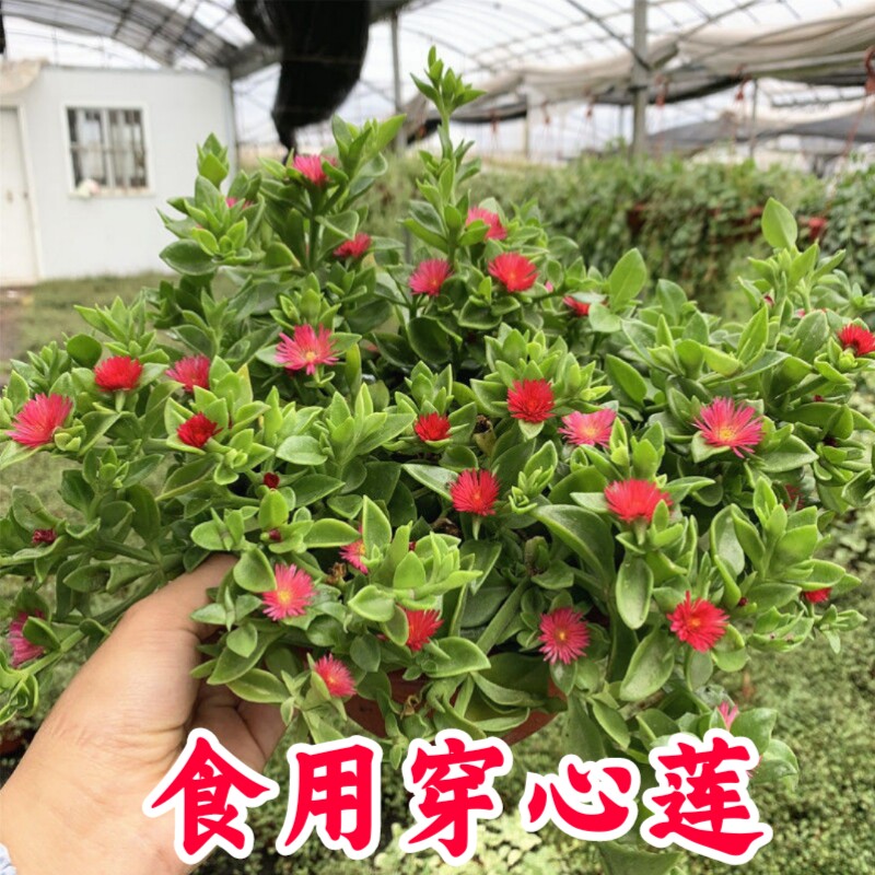 食用穿心莲牡丹吊兰盆栽蔬菜阳台庭院四季开花好养吸甲醛净化空气