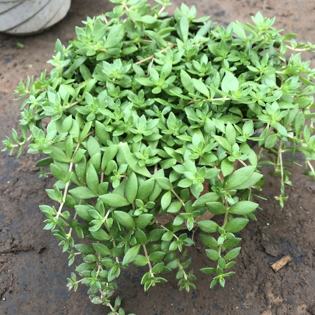 正宗三叶轮生垂盆草养肝护肝茶四季好养易活室内盆栽耐寒垂藤植物