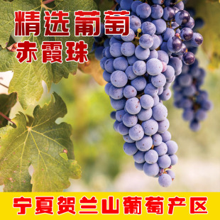 三十年老藤赤霞珠酒庄级酿酒葡萄自酿葡萄宁夏贺兰山葡萄产区直发