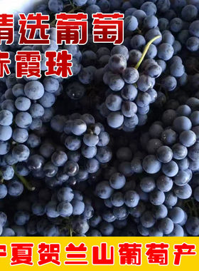 新鲜酿酒葡萄酿酒葡萄赤霞珠