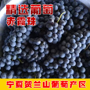 40斤酿酒葡萄包邮蛇龙珠赤霞珠山葡萄宁夏贺兰山新鲜酿酒葡萄