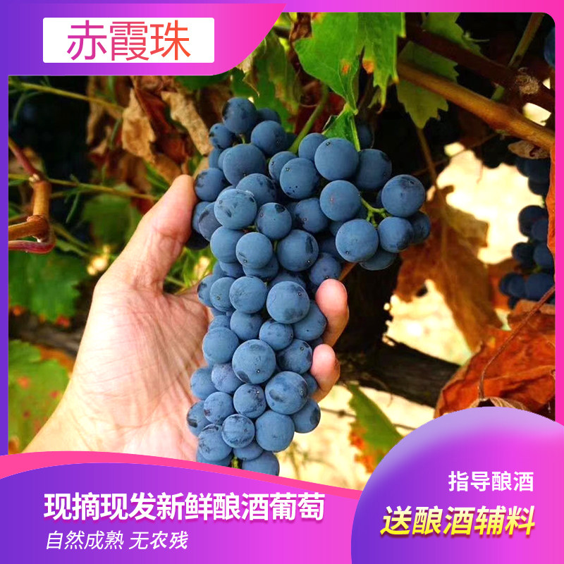 20斤酿酒用葡萄山葡萄赤霞珠葡萄葡萄自酿宁夏贺兰山新鲜酿酒葡萄