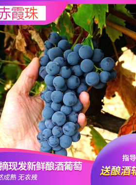 20斤酿酒葡萄赤霞贺兰山新鲜宁夏