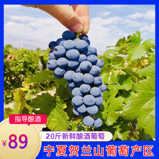 20斤蛇龙珠酿酒葡萄自酿葡萄赤霞珠山葡萄新鲜宁夏贺兰山酿酒葡萄