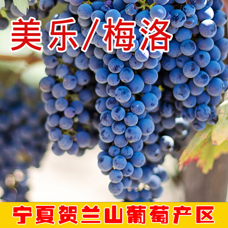 20斤酿酒梅洛葡萄赤霞珠葡萄美乐葡萄宁夏贺兰山庄园酿酒葡萄产区