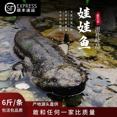 6斤一条汉中娃娃鱼鲜活人工养殖新鲜淡水鱼活体生鲜水产顺丰包活