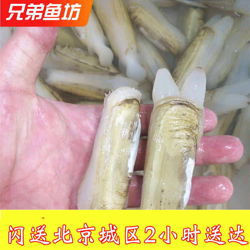 鲜活大个无沙肥蛏子500克装