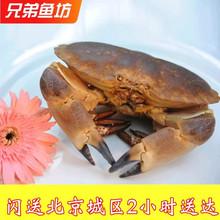2斤 只北京闪送鲜活面包蟹海蟹梭子蟹珍宝蟹黄金蟹膏蟹海鲜水产