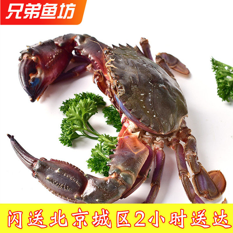 2-3只/斤北京闪送鲜活海蟹赤甲红花盖蟹满肉螃蟹海鲜水产海虹蟹