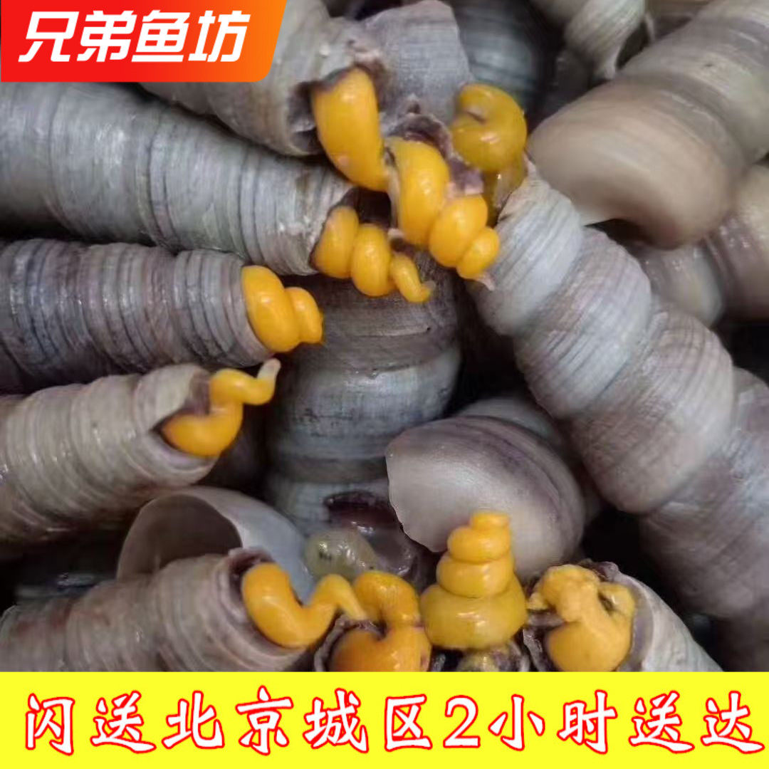 500g北京闪送 鲜活去尾钉螺尖螺海螺新鲜海水产贝类钉螺丝现货