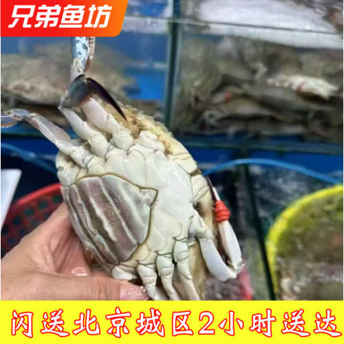 残腿带黄母梭子蟹满黄满肉海蟹