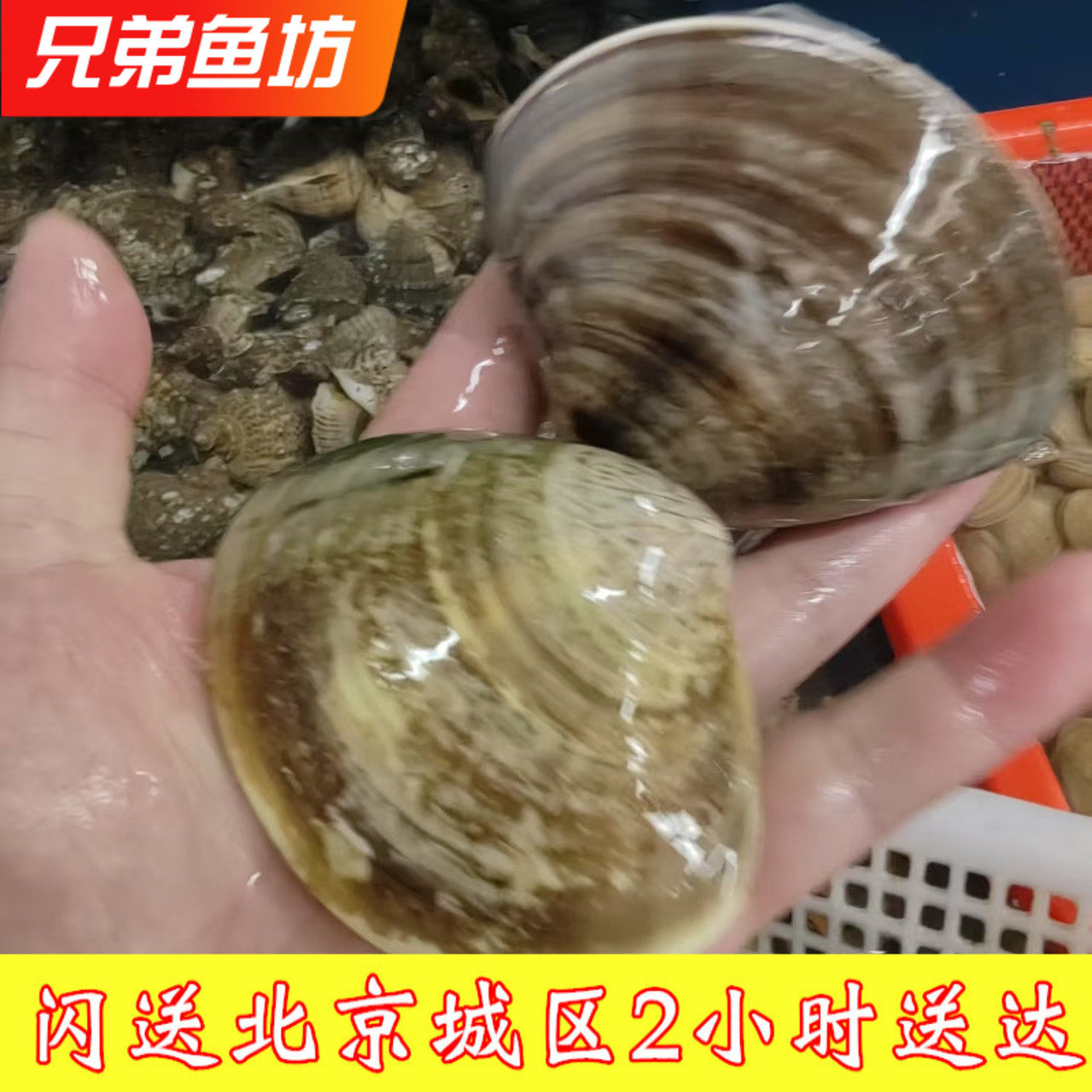 500g 北京闪送 鲜活大文蛤 新鲜花蛤海蛤 水产贝类蛤蜊花甲