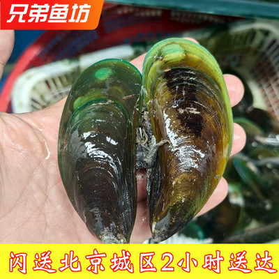 鲜活青口贝贻贝海鲜水产
