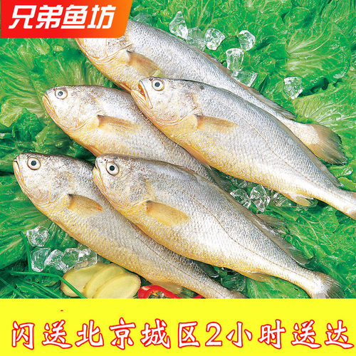 1000克/条北京闪送东海黄鱼新鲜冷冻黄花鱼蒜瓣肉冰鲜海鲜深海鱼