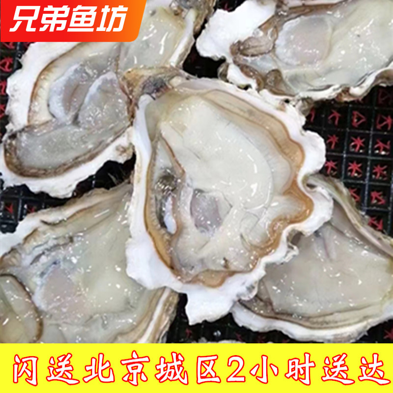 10只装鲜活生蚝山东生蚝壳薄肉肥