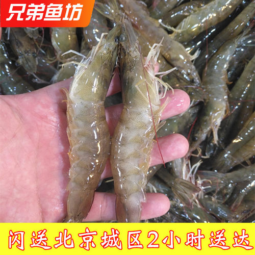 鲜活大个海白虾对虾现货