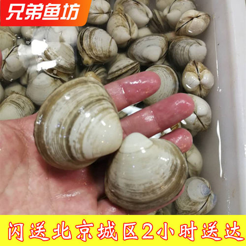 鲜活白蛤海鲜水产贝类蛤蜊