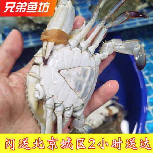 活掉腿三角蟹残蟹少女蟹