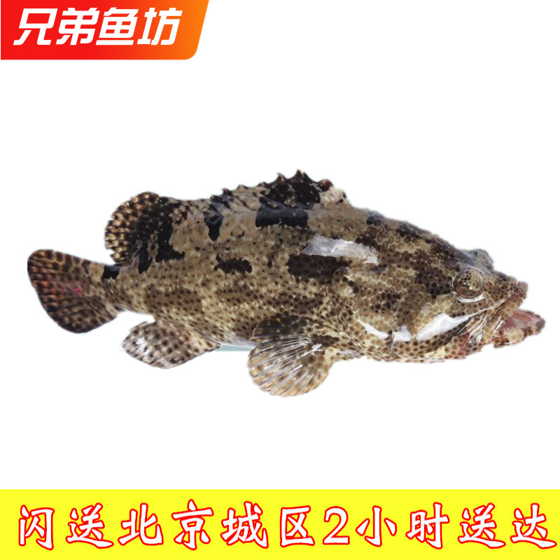 900克/条北京闪送鲜活海鲜老虎斑斑鱼石斑鱼海鲜活体龙胆青石斑