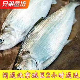 1.6斤-3斤/条北京闪送 冰鲜鲥鱼新鲜海捕水产江海洄游材鳞片肥美