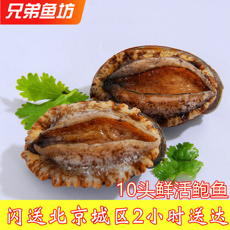 50克/只北京闪送鲜活鲍鱼大连肉肥新鲜十头鲍鱼鲜活特价海鲜美味