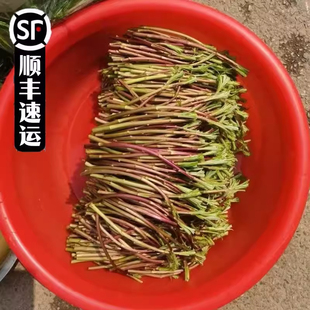 湖北新鲜野生红梗藜蒿芦蒿芦泥蒿嫩叶净菜手摘包嫩无老梗嫩茎