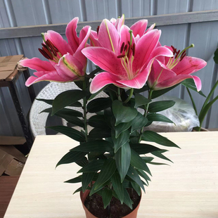 百合花盆栽带花苞四季 开花室内阳台庭院多年生种球花卉香水百合花