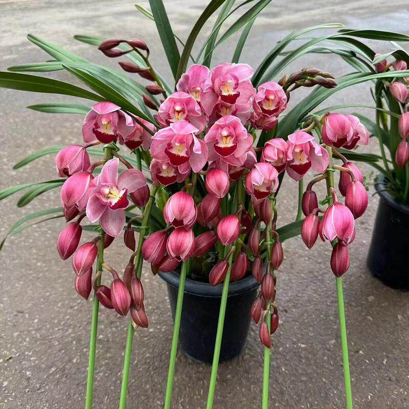 大花蕙兰年宵花拱兰花期长