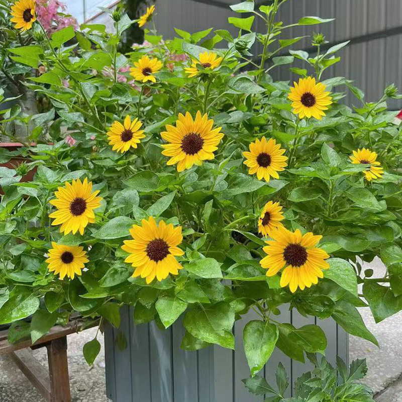 光辉岁月向日葵盆栽带花苞好养活