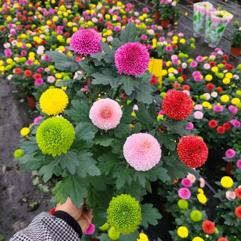 七彩色乒乓菊盆栽球菊四季开花带花苞阳台客厅庭院多年生好养活菊