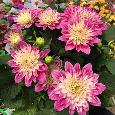 大丽花盆栽四季开花花期长好养活