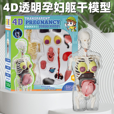 透明孕妇人体骨骼拼装科教玩具