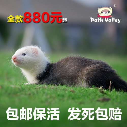派斯威力派斯威力宠物好养包活