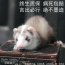 派斯威力宠物貂活体雪貂幼崽包活宿舍小型动物活物貂粘人全款 包邮