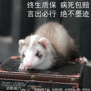 派斯威力宠物貂活体雪貂幼崽包活宿舍小型动物活物貂粘人全款 包邮