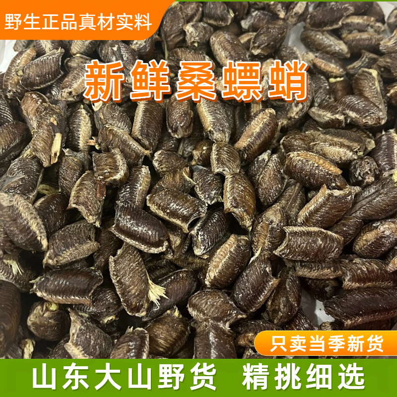 桑螵蛸螳螂卵刀螂籽男性鲜新货野生孵化野生桑螵蛸鲜螳螂卵螳螂籽
