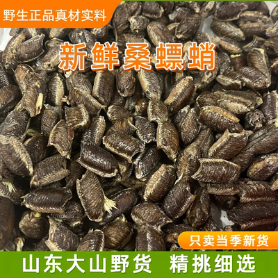 桑螵蛸螳螂卵刀螂籽男性鲜新货野生孵化野生桑螵蛸鲜螳螂卵螳螂籽