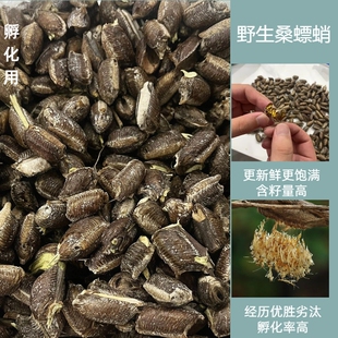 桑螵蛸孵化野生新鲜螳螂卵螳螂籽螳螂孵化刀螂籽泡酒泡茶滋补中药