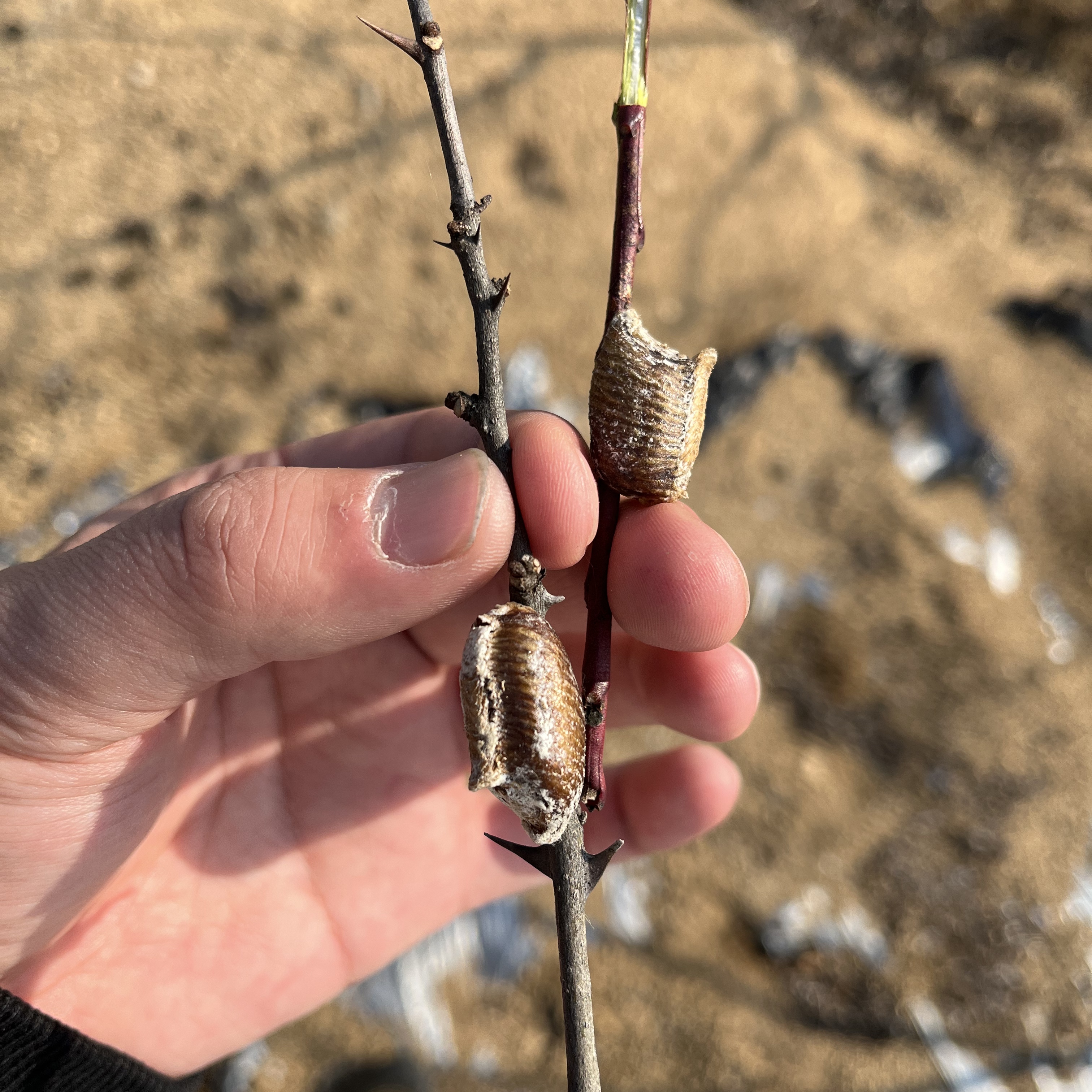 桑螵蛸孵化野生新鲜螳螂卵螳螂籽螳螂孵化刀螂籽泡酒泡茶滋补中药