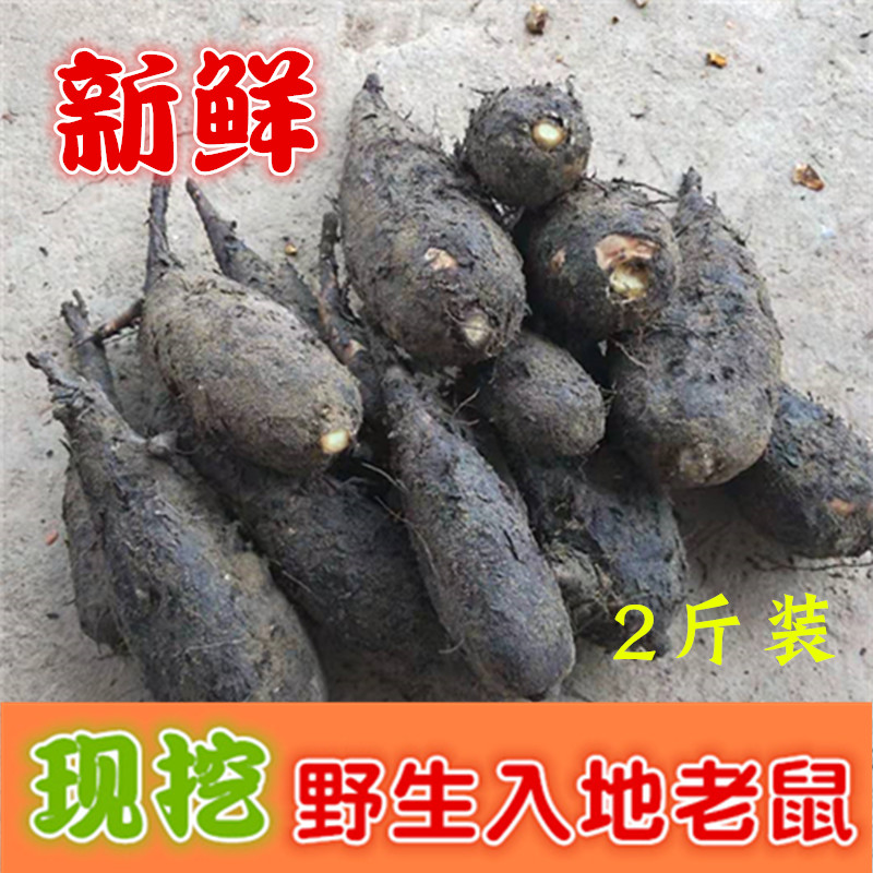 新鲜入地老鼠根野生药材茉莉花根紫花广东煲汤钻地老鼠1000克包邮