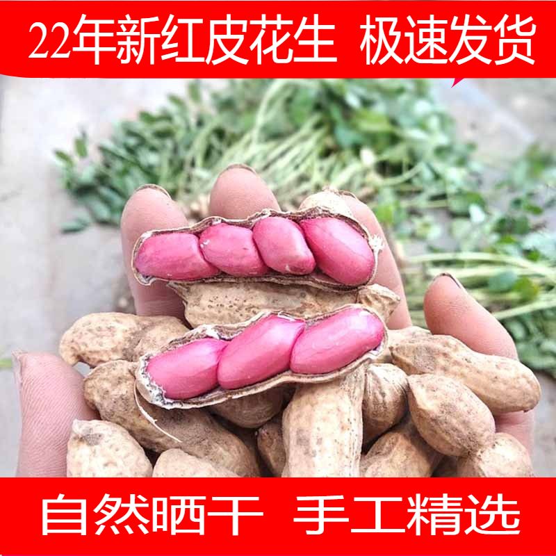 新鲜四粒红河南红皮农家红皮花生