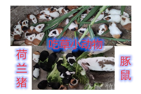 养殖豚鼠荷兰猪天竺鼠洋鼠广东豚鼠黑豚苗彩豚种苗白豚花豚鼠